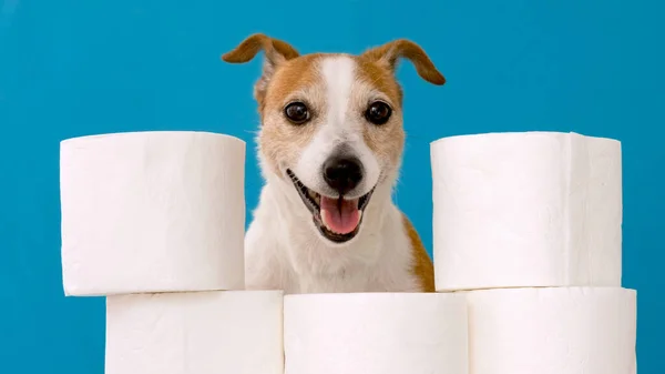 Cane carino seduto con rotoli di carta igienica — Foto Stock