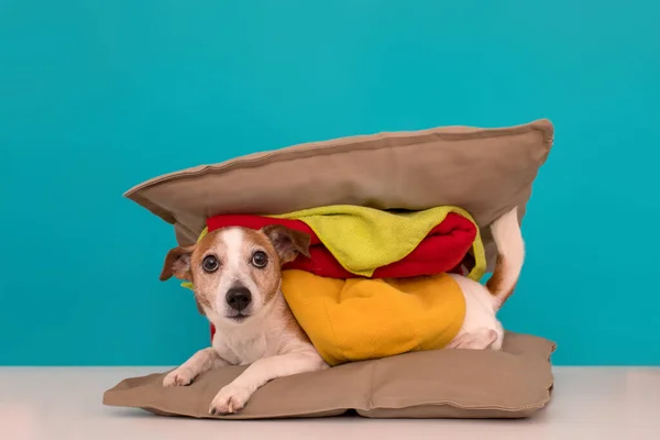 Cão parecendo hambúrguer em casa — Fotografia de Stock