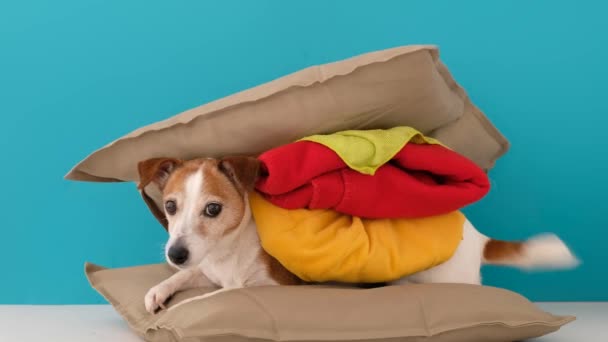 Hund sieht aus wie Hamburger zu Hause — Stockvideo