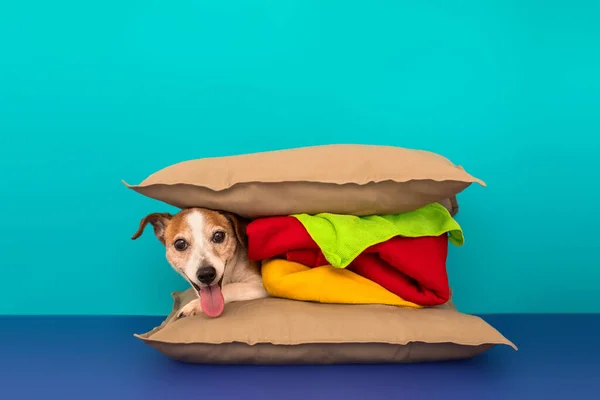 Hamburguesa de almohada con perro lindo — Foto de Stock