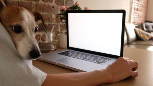 Beskär frilansare med hund med bärbar dator hemma — Stockvideo