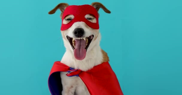 Süper kahraman kostümlü komik köpek. — Stok video