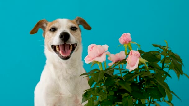 Rozkošný pes s květinami na modrém pozadí