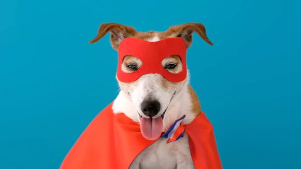 Костюм супергероя собаки — стоковое фото