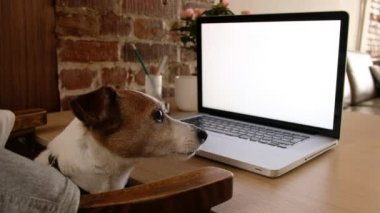 Köpek dizüstü bilgisayar izliyor.