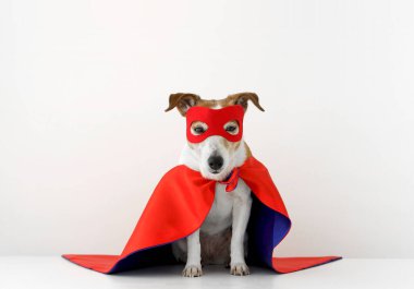 Süper kahraman kostümlü komik köpek.