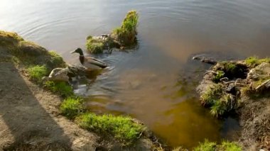 Nehir kıyısındaki vahşi su kuşları