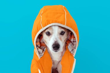 Kapüşonlu küçük köpek