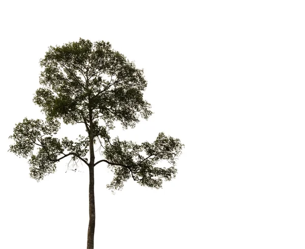 Arbre isolé sur fond blanc — Photo