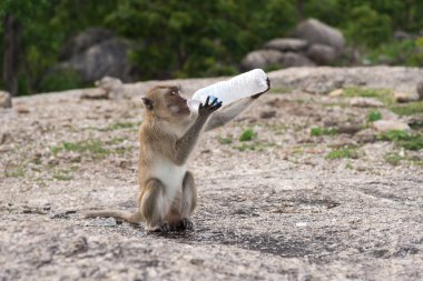 Tayland a bir su şişesi Rhesus makak içme maymun