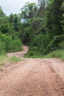 dağlarda bir orman boyunca çalışan güzel köy yolunda