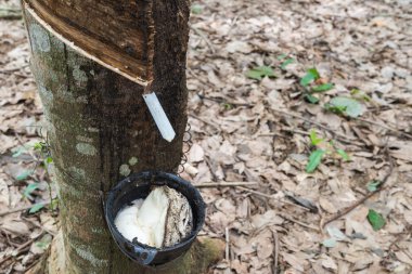 Lastik Tapping.Thailand