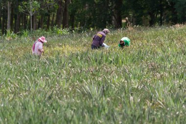 Sebze alan kırsal çiftçi çalışma arka plan ile