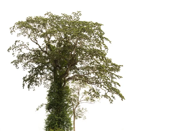 Arbre isolé sur fond blanc. — Photo