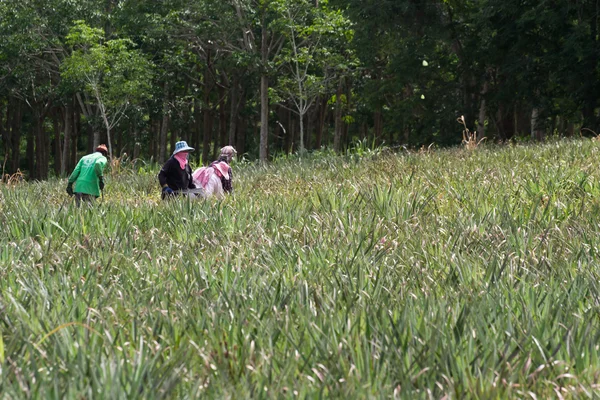 Campo de hortalizas con fondo de trabajo del agricultor rural — Foto de Stock