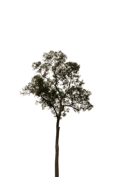 Árbol aislado sobre fondo blanco —  Fotos de Stock