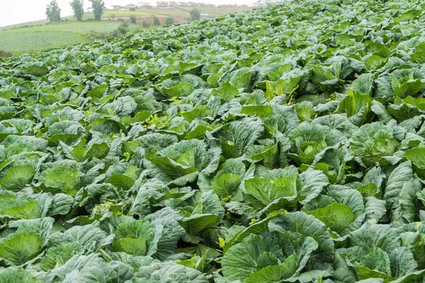 Rows of fresh cabbage plants on the field before the harvest — Stock Photo, Image