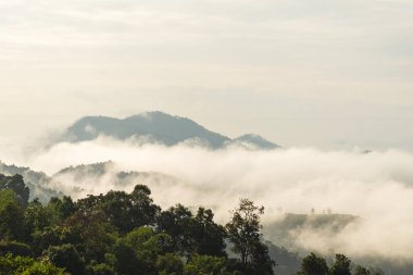 Orman ağaçları içinde görüntülemek