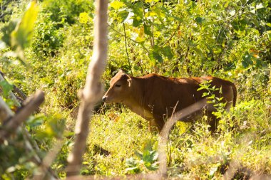 Çayırdaki kahverengi inek.