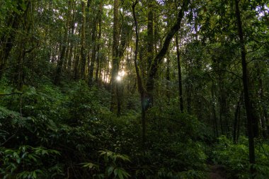 Sisin içinde soyut çam ormanı. (Kew Mae Pan doğa iz, Chiang Mai