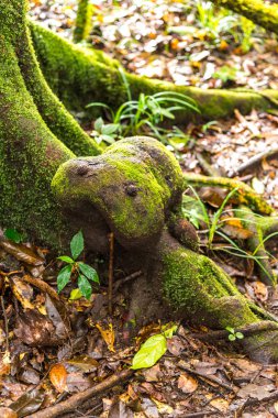 Sisin içinde soyut çam ormanı. (Kew Mae Pan doğa iz, Chiang Mai