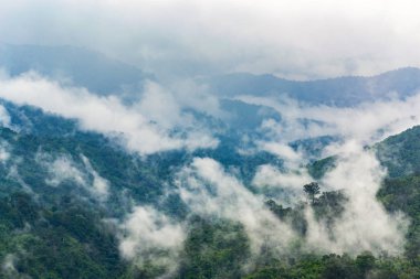 Ağaçlar sis ve bulutlar