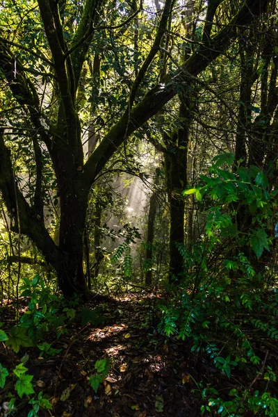 Streszczenie sosnowego lasu we mgle. (Ścieżka dydaktyczna Mae Pan Kew, Chiang Mai — Zdjęcie stockowe