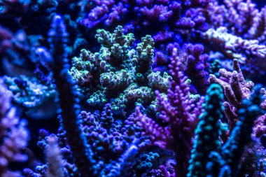 mercan yakın çekim