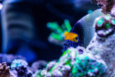 Kızıl denizde mercan ve balık.