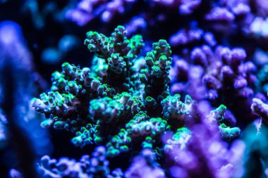 mercan yakın çekim