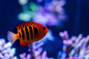 Kızıl denizde mercan ve balık.