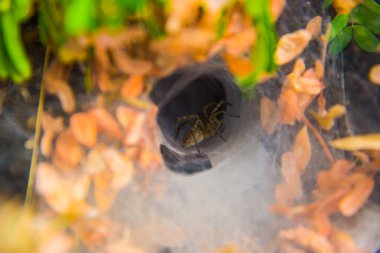 örümcek ağı. yakın çekim