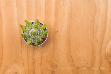 Ahşap zemin üzerine tencerede kaktüs. 