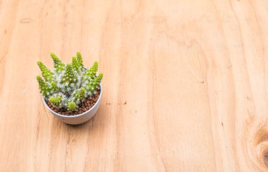 Ahşap zemin üzerine tencerede kaktüs. 