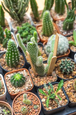 Kaktüs ahşap arka plan, kaktüs pot arka planda üzerinde. Çok cactu