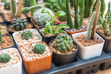 Kaktüs ahşap arka plan, kaktüs pot arka planda üzerinde. Çok cactu