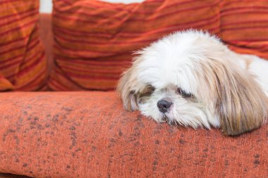 Divan, kopya alanı Tzu köpek pisliği
