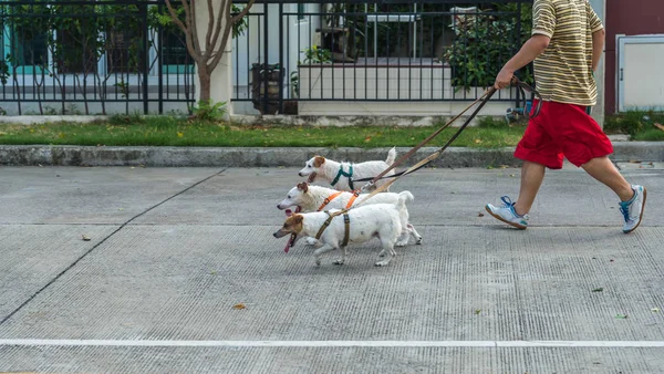 Фитнес, спорт, Человек собака бег трусцой по дороге в деревне — стоковое фото