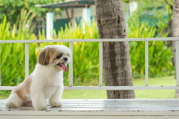 Dog sitting on a Chair, tired — стоковое фото