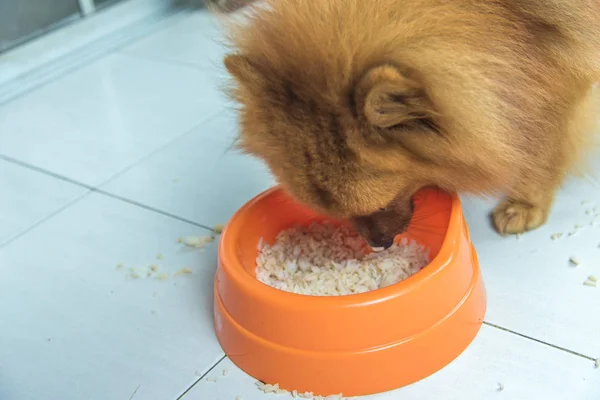 Маленькая померанская собака ест пищу из миски . — стоковое фото