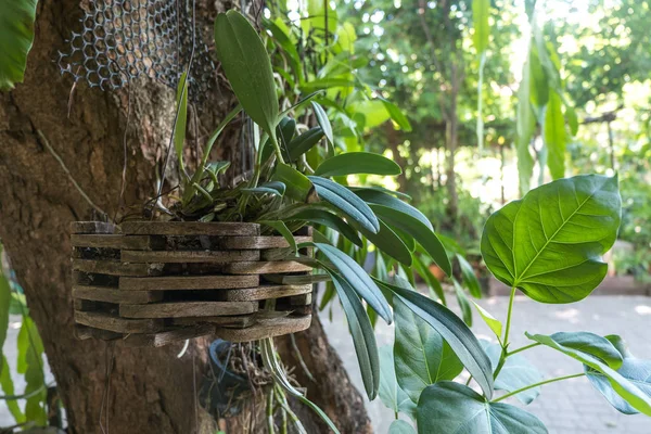 tencerede orkide çiçekleri