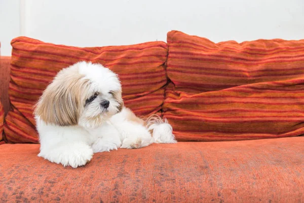 Дерьмо собачье на диване, место для копирования — стоковое фото