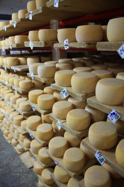 Bir peynir fabrikası beyaz peynir olgunlaşma