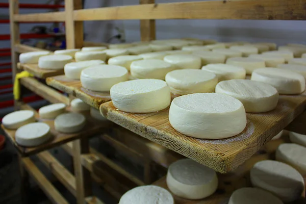 Bir peynir fabrikası beyaz peynir olgunlaşma — Stok fotoğraf