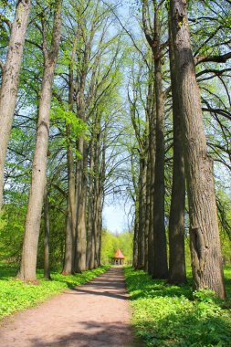 Park Samchiki, Ukrayna köyünde 