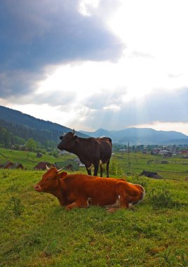 İnekler Ukrayna ile manzara