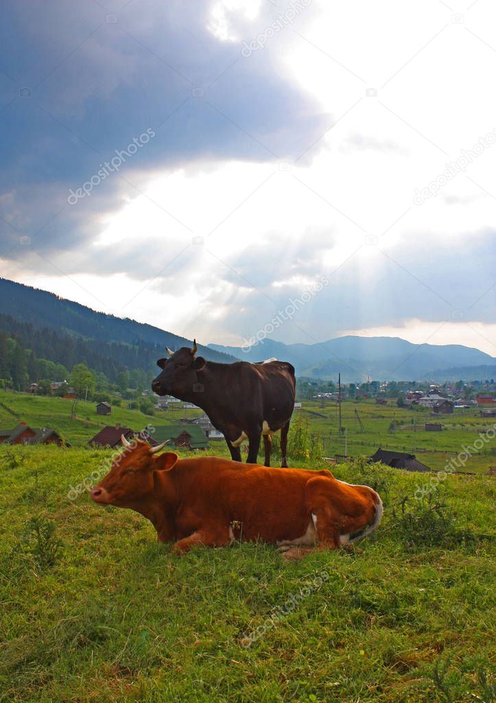 Landscape with cows in Ukraine