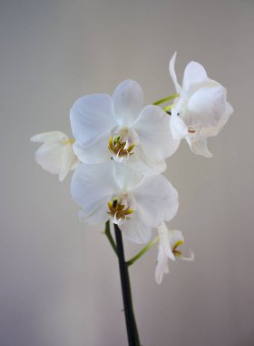 Bej renkli arka plan üzerinde beyaz orkide