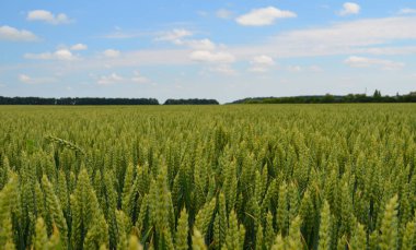 Yeşil buğday alanı