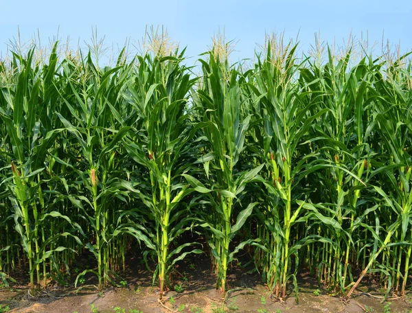 Mısır tarlasında Ukrayna